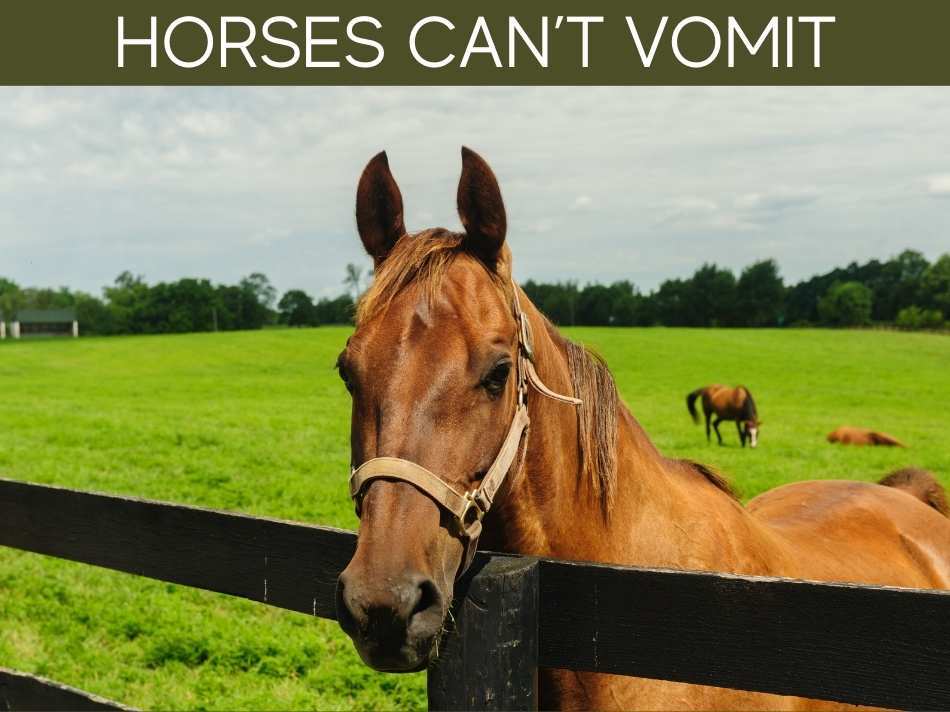 Horses Can't Vomit