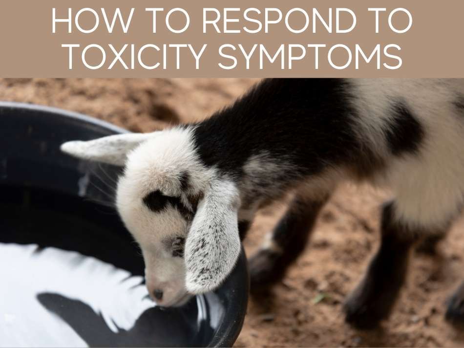 How To Respond To Toxicity Symptoms