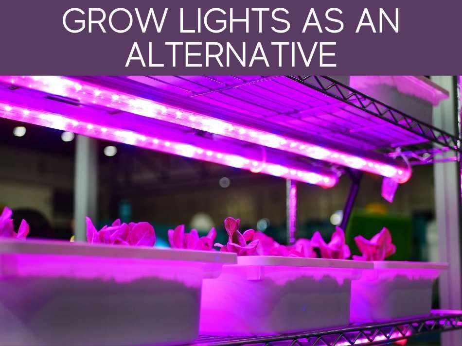Grow Light As An Alternative