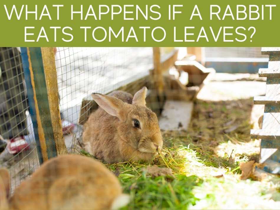 What Happens If A Rabbit Eats Tomato Leaves?