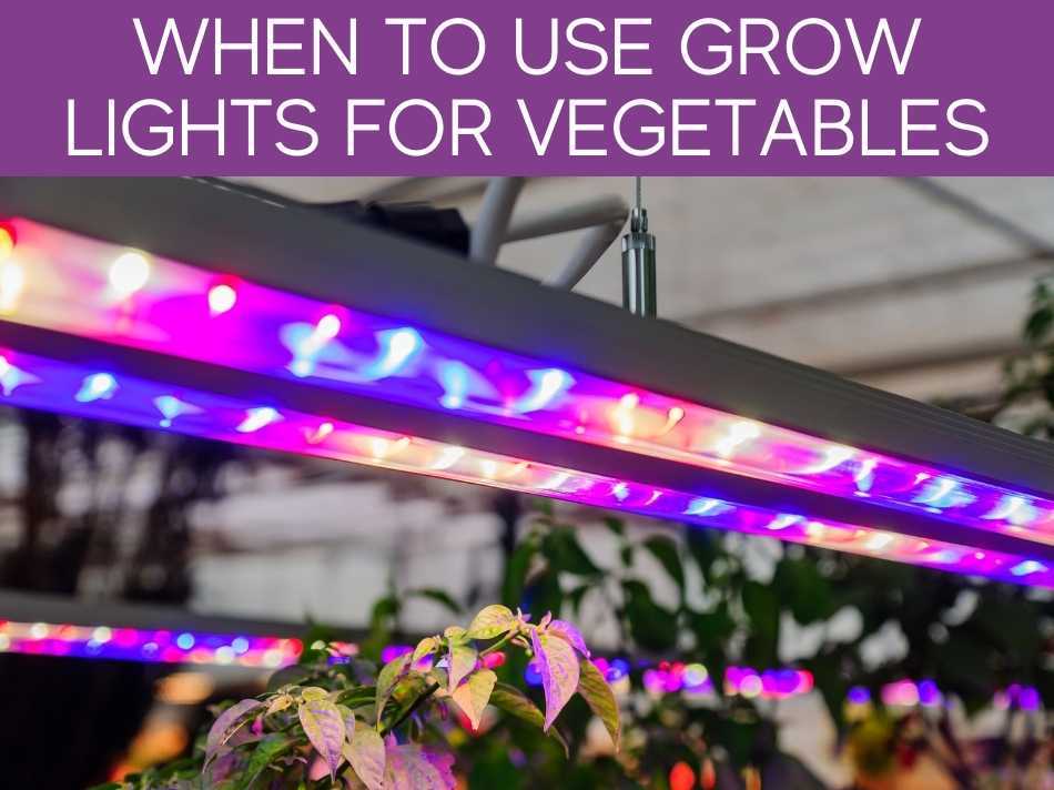 When To Use Grow Lights For Vegetables