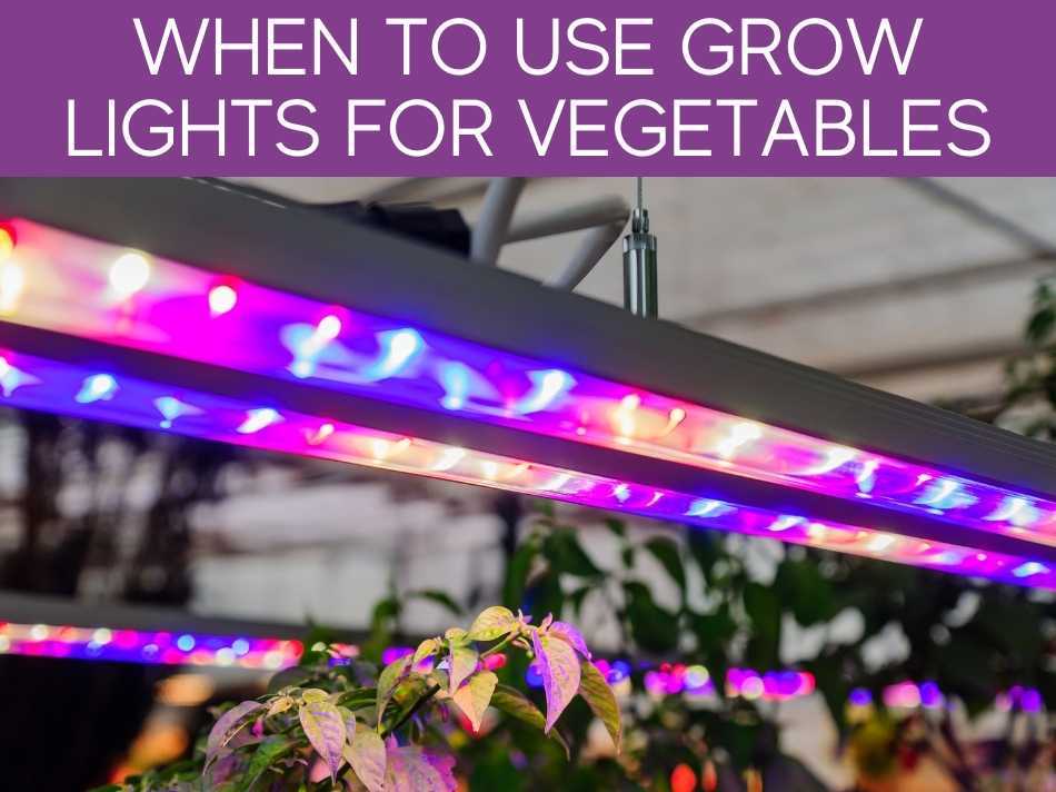  Quand Utiliser les lampes de culture pour légumes 