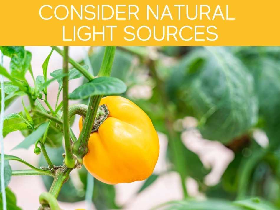 Consider Natural Light Sources
