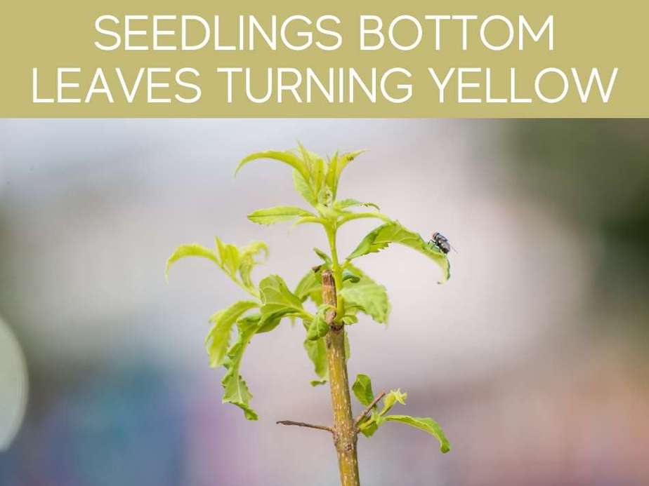 Seedlings Bottom Leaves Turning Yellow