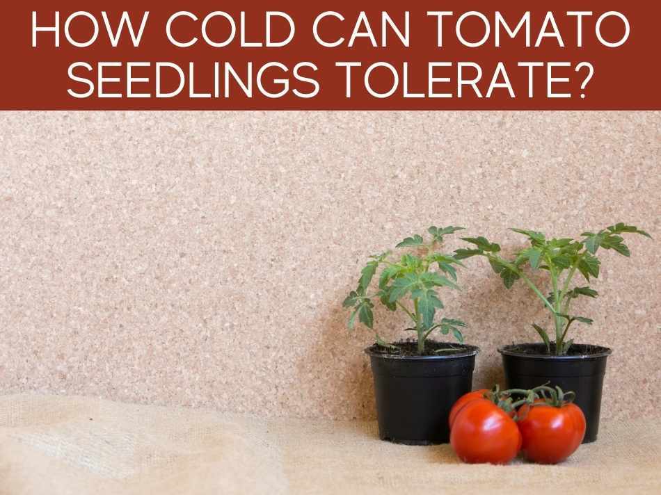 How Cold Can Tomato Seedlings Tolerate?