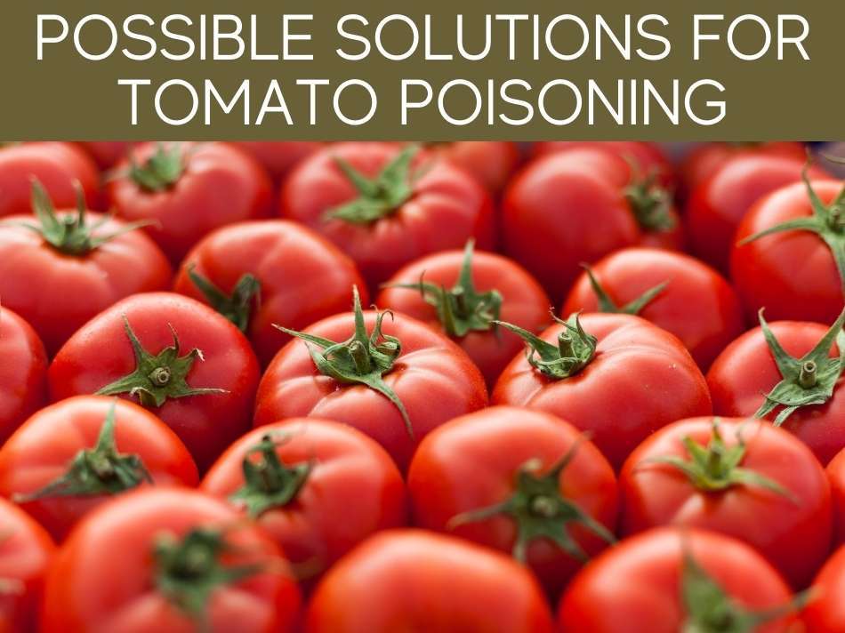 Possible Solutions For Tomato Poisoning