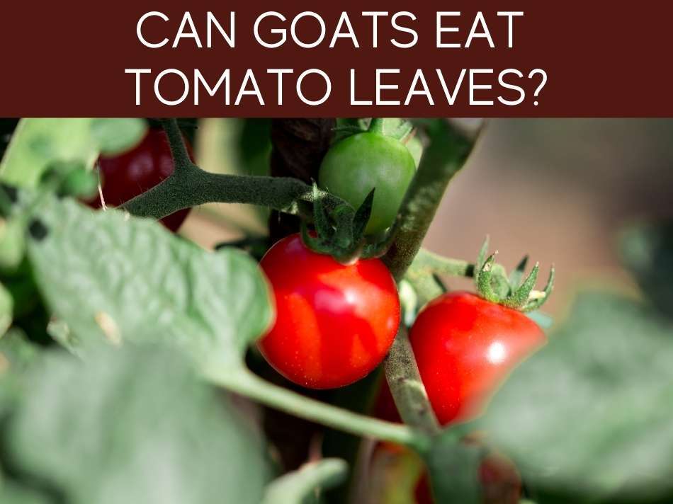 Can Goats Eat Tomato Leaves?