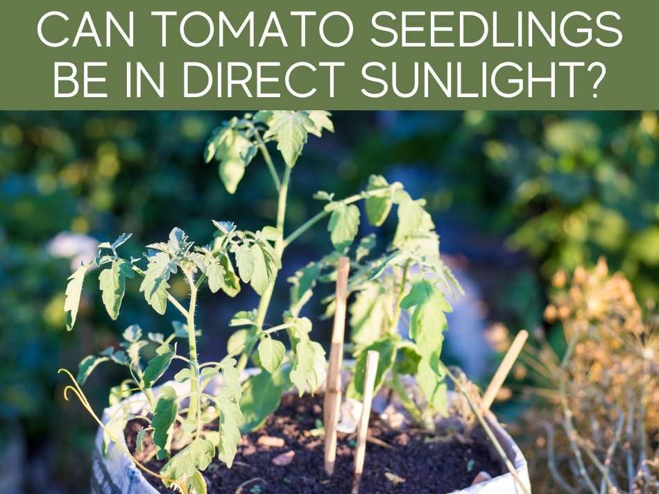 Can Tomato Seedlings Be In Direct Sunlight?