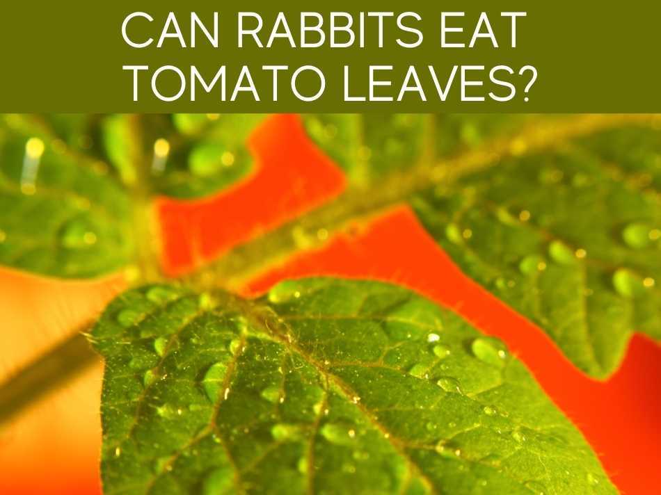 Can Rabbits Eat Tomato Leaves?