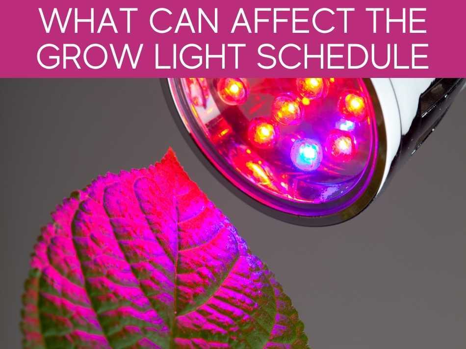 What Can Affect The Grow Light Schedule