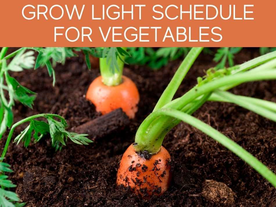 Grow Light Schedule For Vegetables