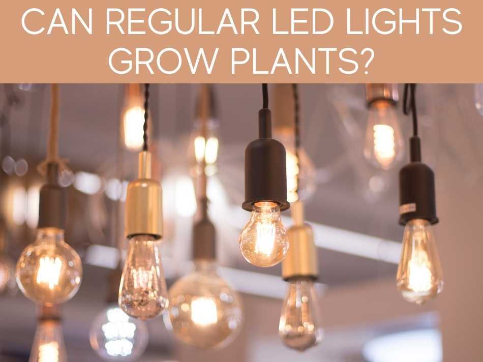 Can Regular LED Lights Grow Plants?