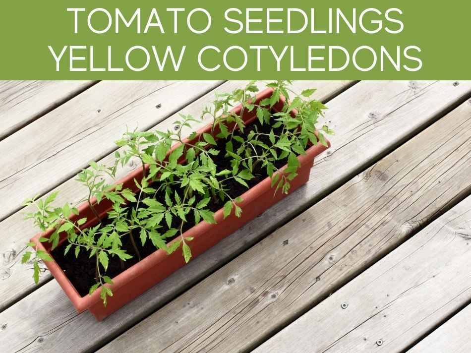 Tomato Seedlings Yellow Cotyledons