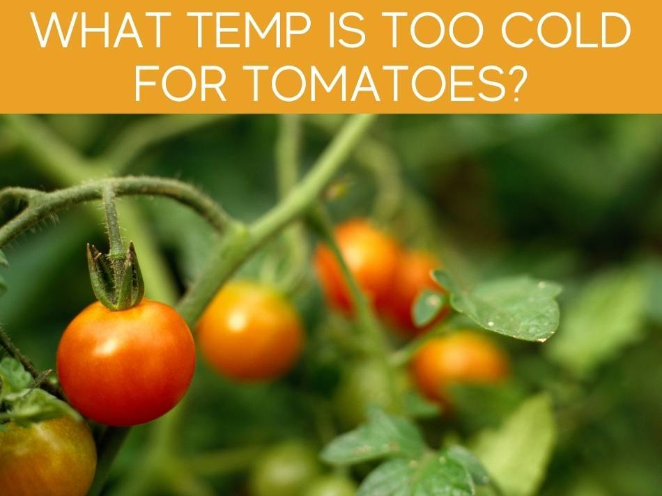 What Temp Is Too Cold For Tomatoes?