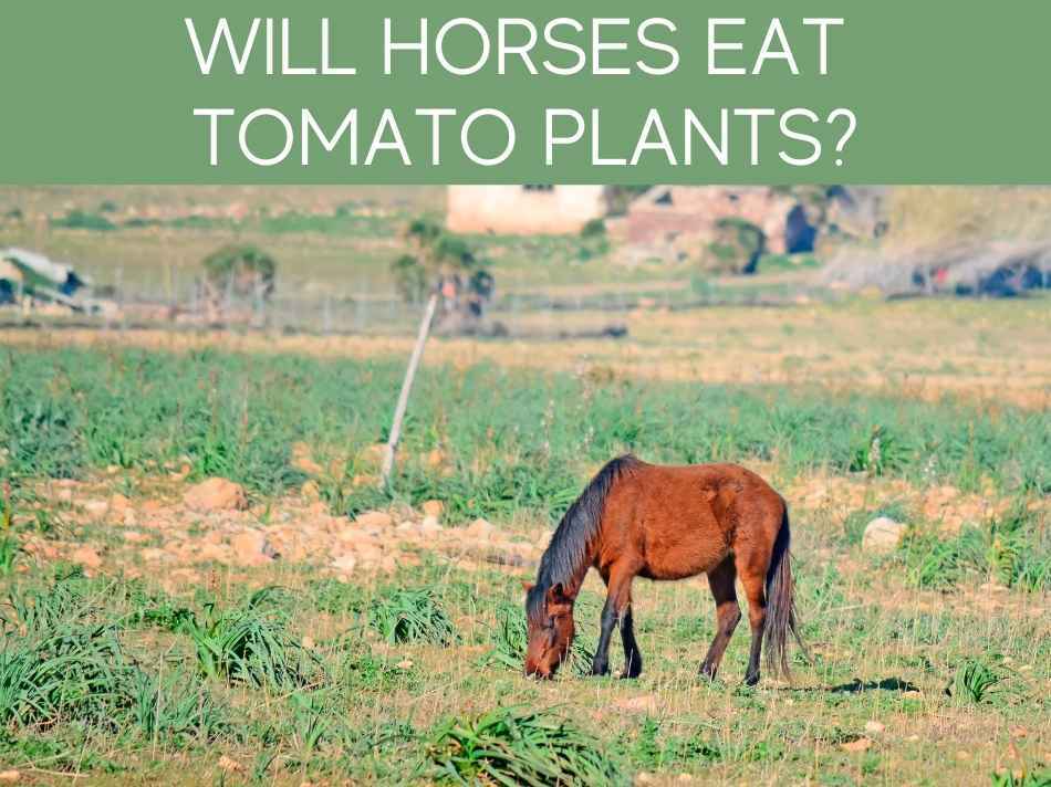 Will Horses Eat Tomato Plants?