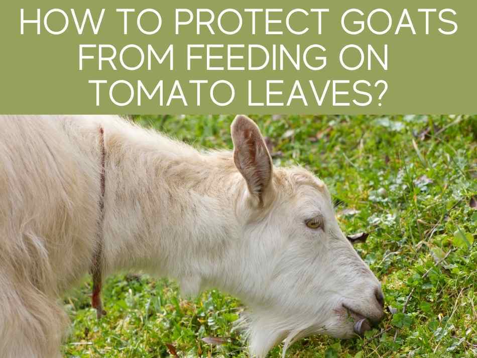 How To Protect Goats From Feeding On Tomato Leaves?