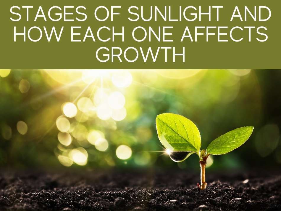 Stages Of Sunlight And How Each One Affects Growth