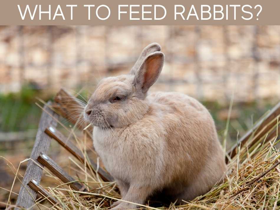 What To Feed Rabbits?