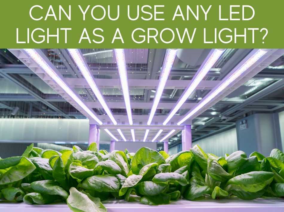 Can You Use Any LED Light As A Grow Light?