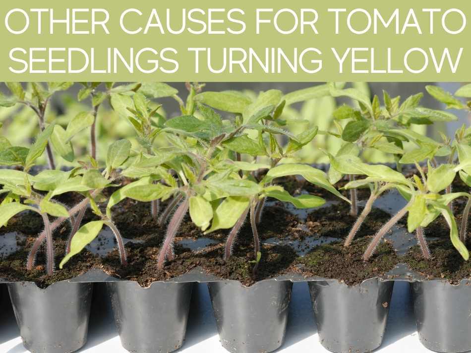 Other Causes For Tomato Seedlings Turning Yellow