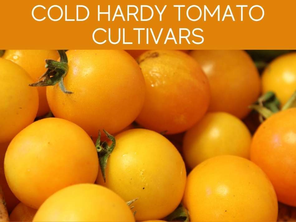 Cold Hardy Tomato Cultivars