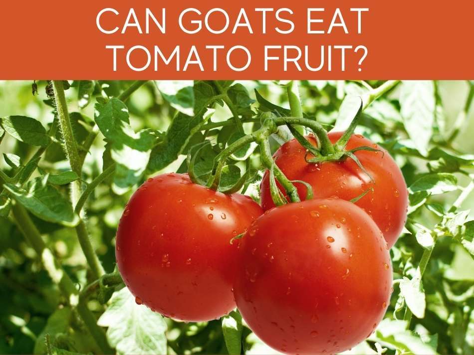 Can Goats Eat Tomato Fruit?