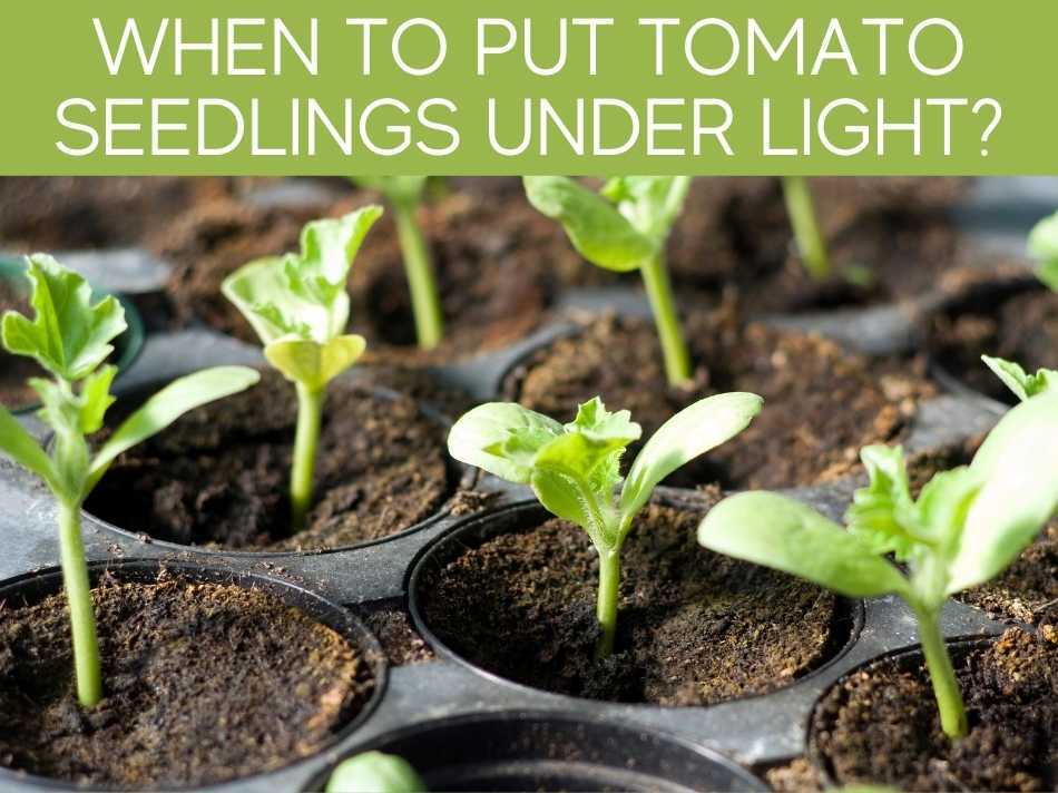 When To Put Tomato Seedlings Under Light