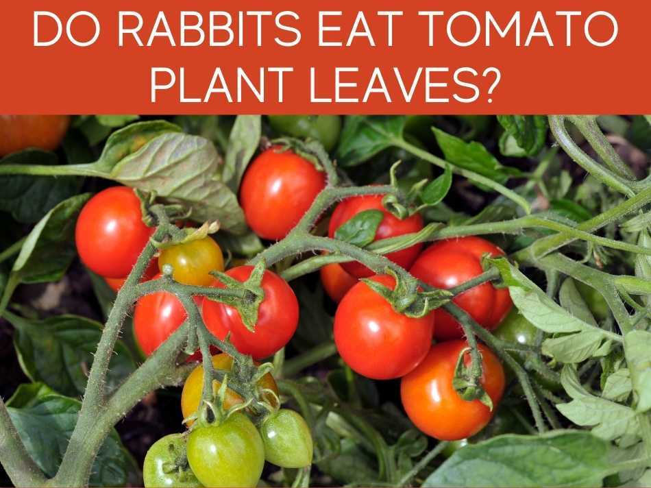 Do Rabbits Eat Tomato Plant Leaves?