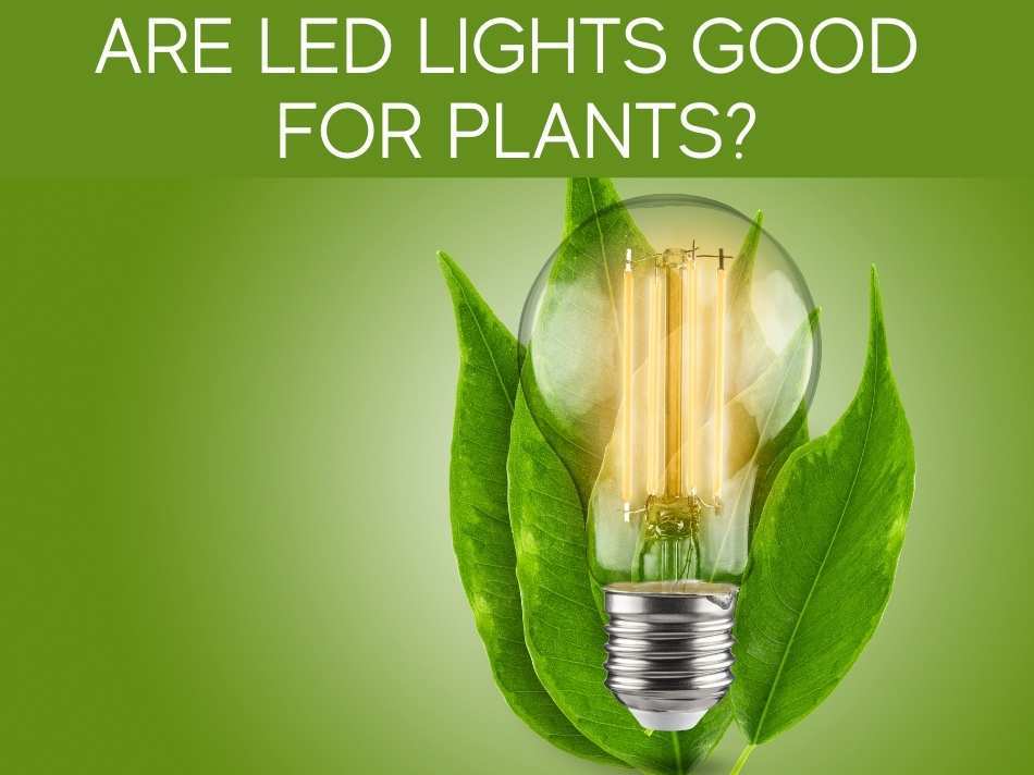 Are LED Lights Good For Plants?