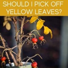 Should I Pick Off Yellow Leaves? Should I Pick Off Yellow Leaves?