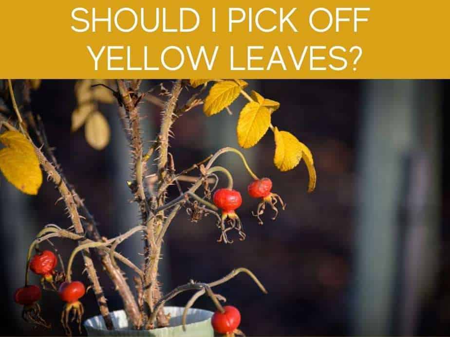 Should I Pick Off Yellow Leaves?