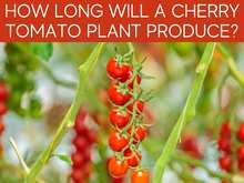 How Long Will A Cherry Tomato Plant Produce?