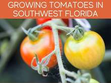 Growing Tomatoes In Southwest Florida