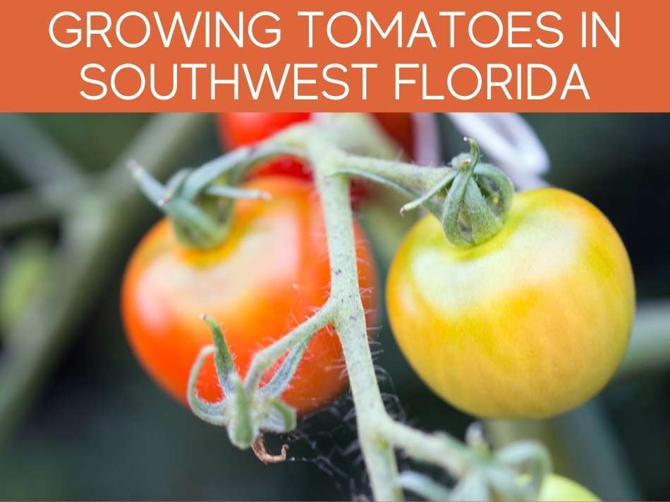 Can You Grow Tomatoes In South Florida?