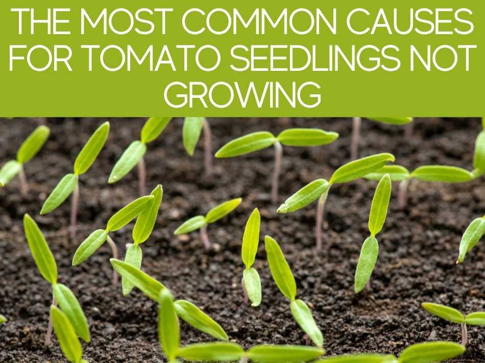 The Most Common Causes For Tomato Seedlings Not Growing