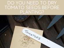 Do You Need To Dry Tomato Plants Before Planting?