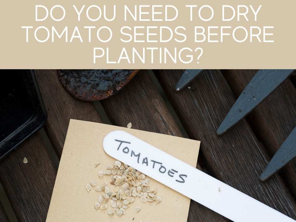 Do Tomato Seeds Need To Be Dried Before Planting?