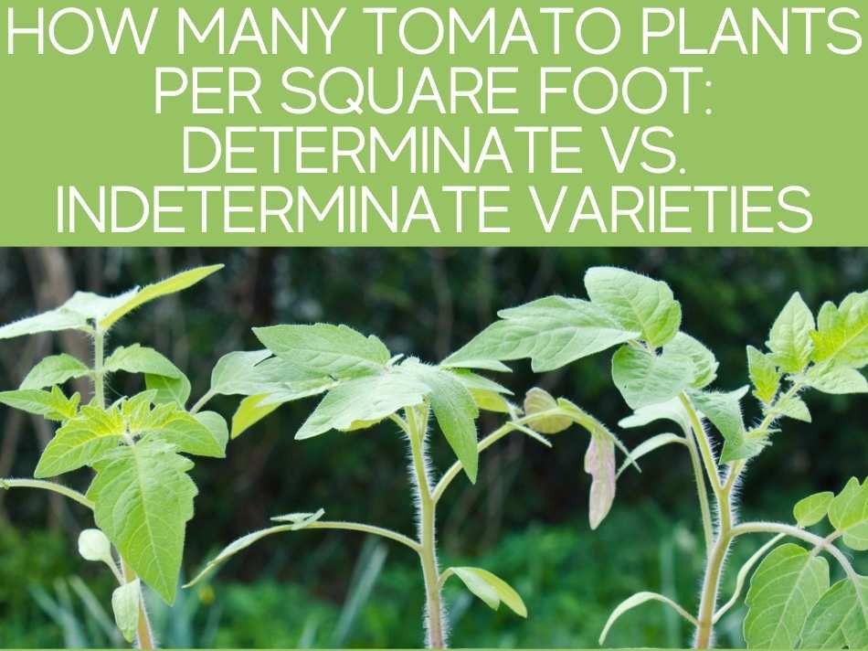 How Many Tomato Plants Per Square Foot: Determinate Vs. Indeterminate Varieties