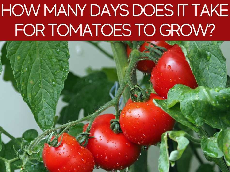 How Many Days Does It Take For Tomatoes To Grow?