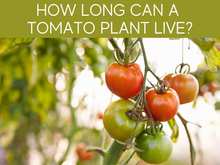 How Long Can A Tomato Live? How Long Can A Tomato Live?