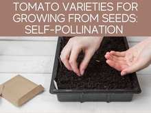 Tomato Varieties For Growing From Seeds: Self-Pollination