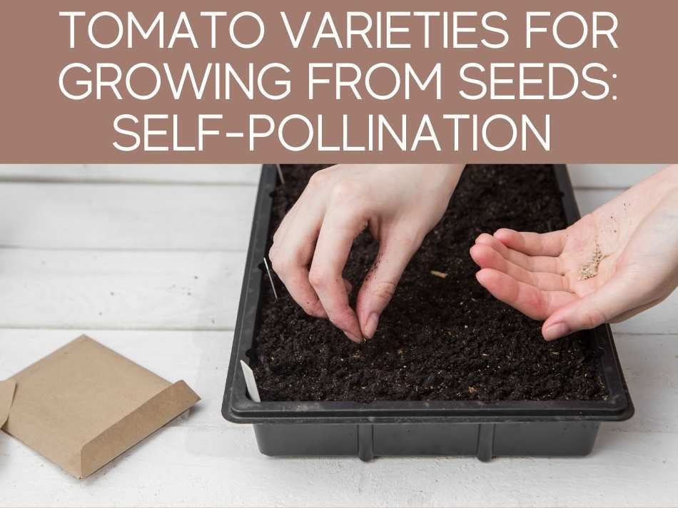 Can I plant fresh tomato seeds?