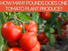 How Many Pounds Does One Tomato Plant Produce?