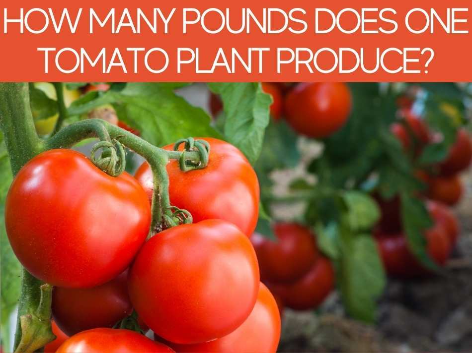 How Many Tomatoes Can 1 Plant Produce? - Greenhouse Today