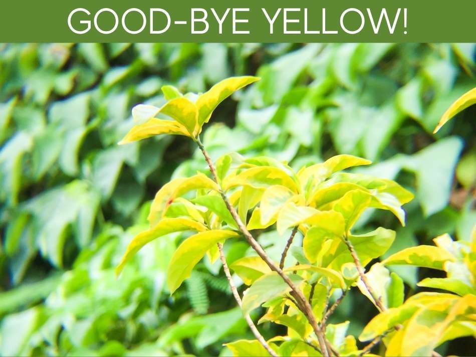 Good-Bye Yellow!