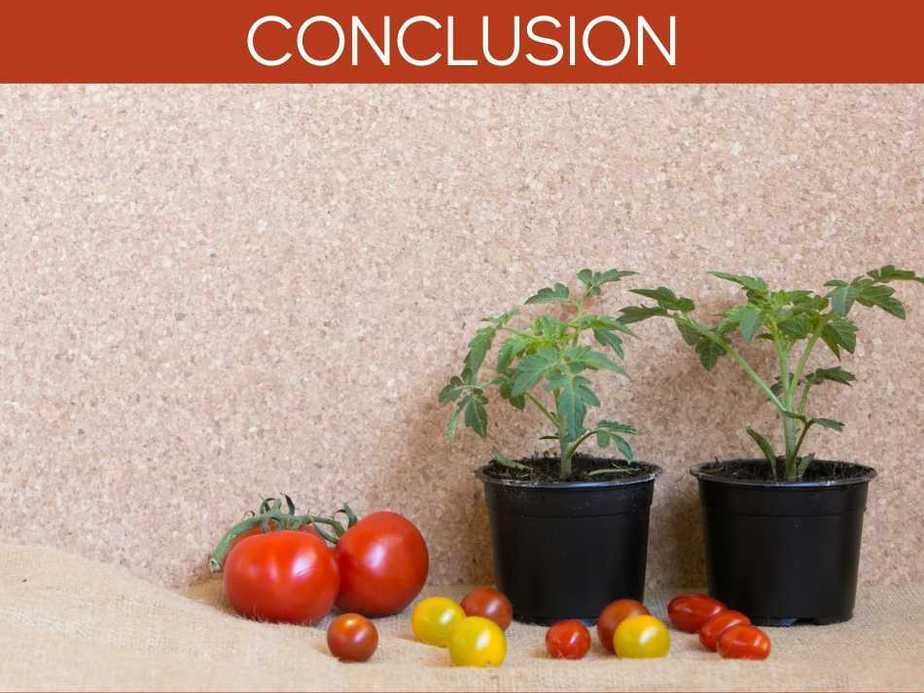 How Long Will Tomato Plants Produce?