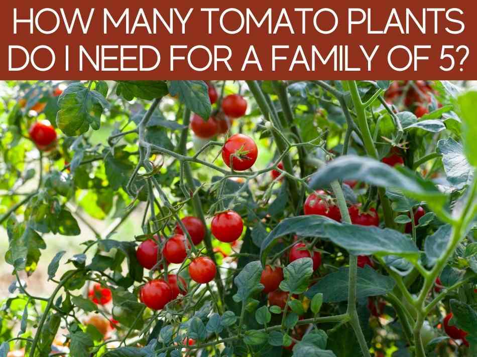 How Many Tomato Plants Do I Need For A Family of 5?