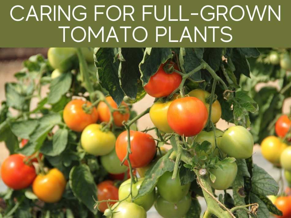 Caring For Full-Grown Tomato Plants