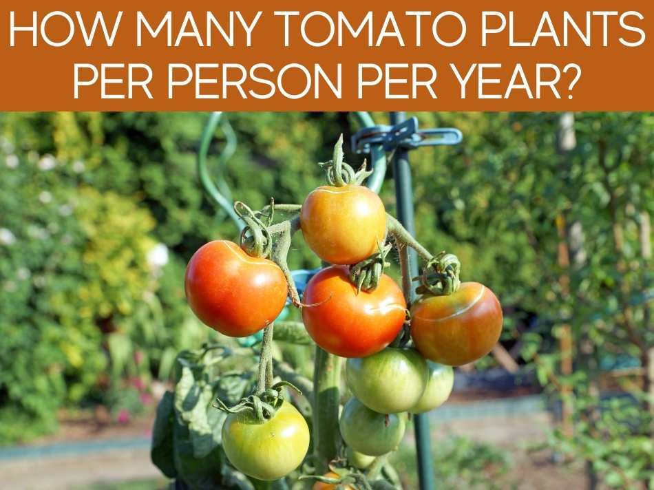 How Many Tomato Plants Per Person Per Year?