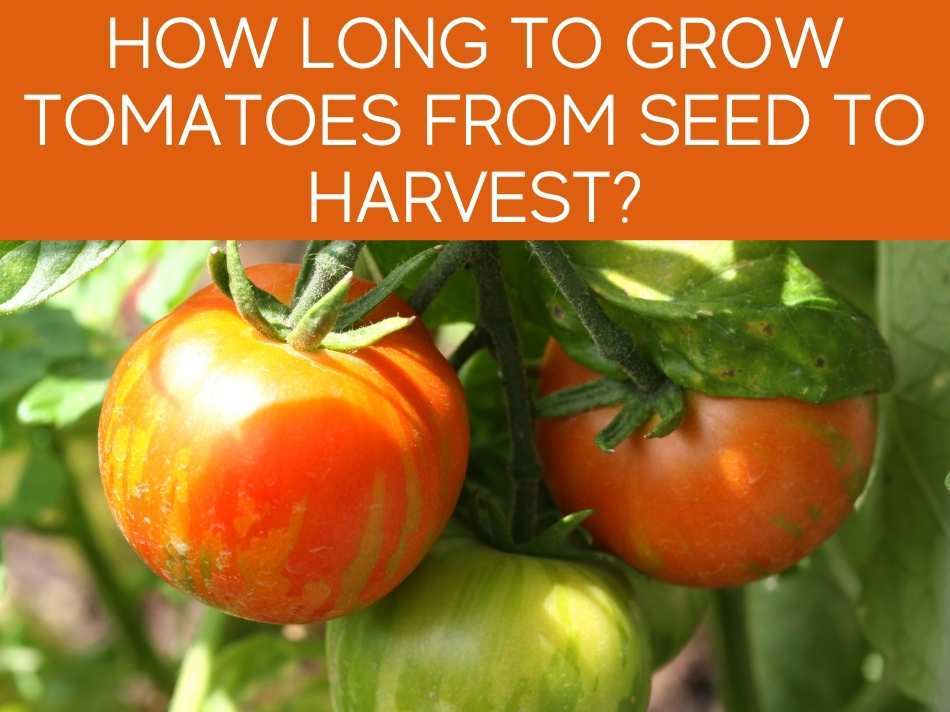 How Long Does It Take For Tomato To Grow? - Greenhouse Today